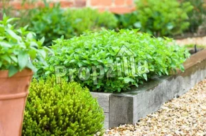 Herb Garden